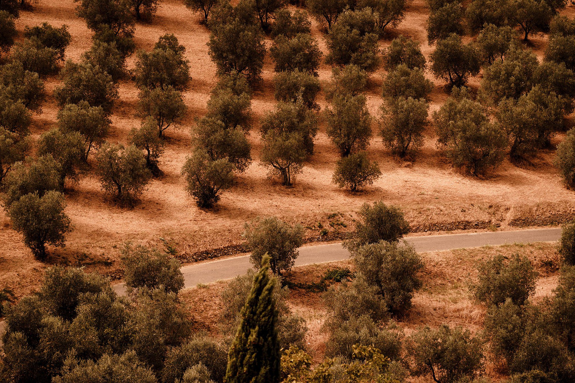 Olive groves during wedding in Artimino